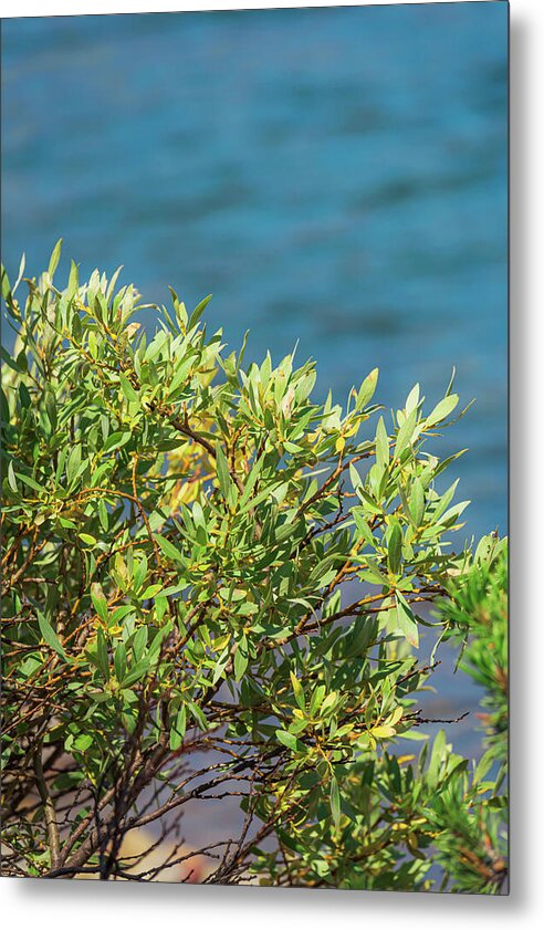 Sunny Bush by the Lake - Metal Print
