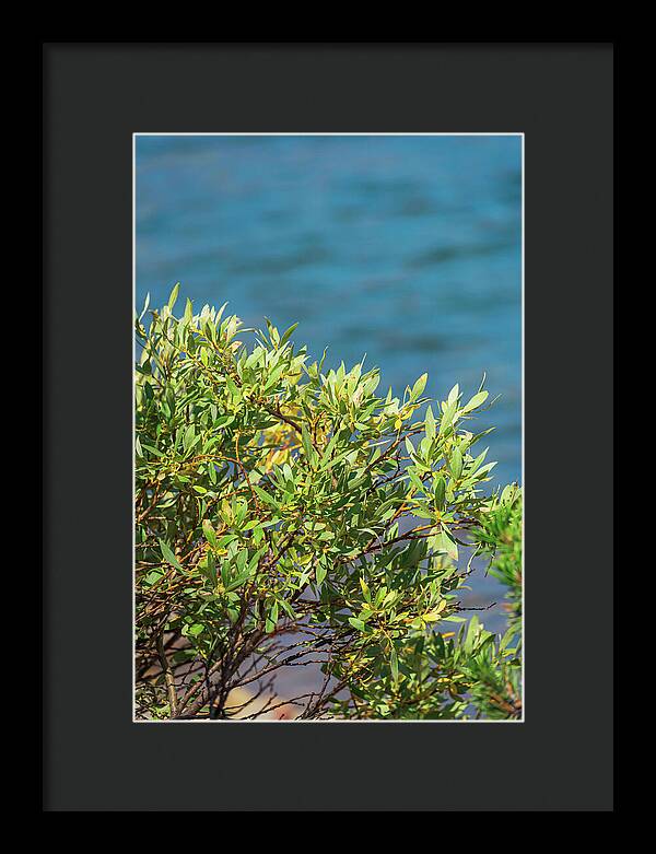 Sunny Bush by the Lake - Framed Print