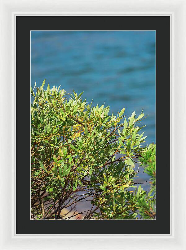 Sunny Bush by the Lake - Framed Print