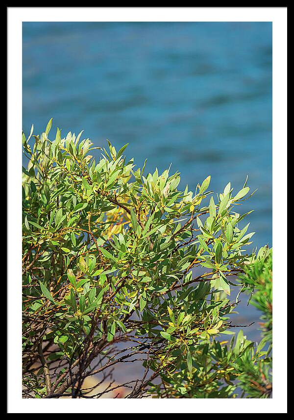 Sunny Bush by the Lake - Framed Print