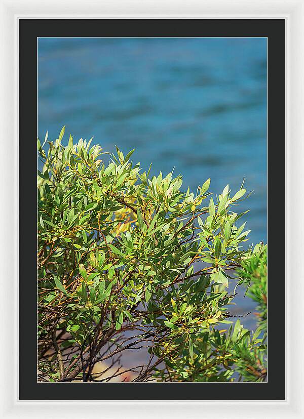 Sunny Bush by the Lake - Framed Print