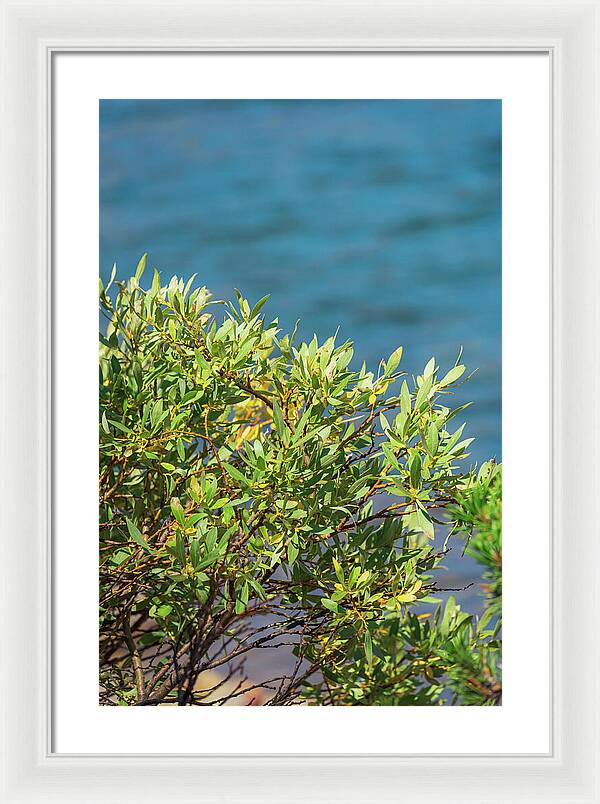 Sunny Bush by the Lake - Framed Print