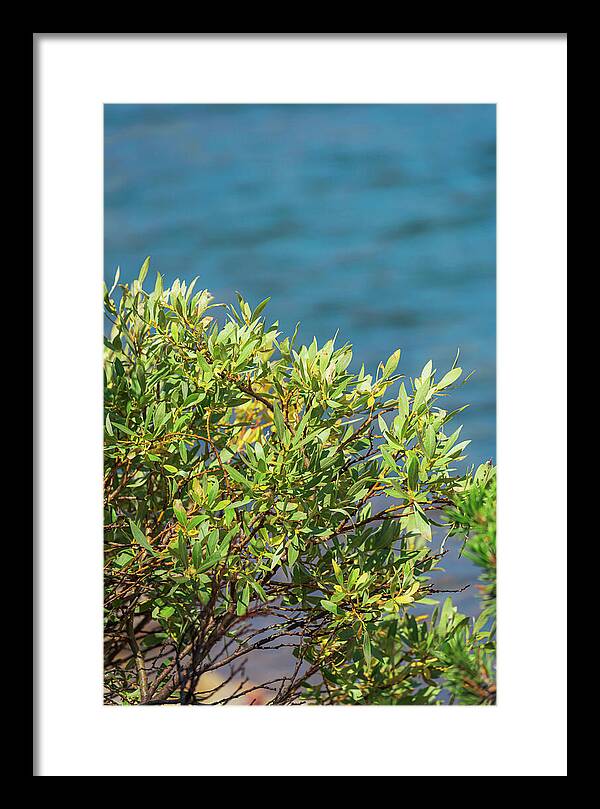 Sunny Bush by the Lake - Framed Print