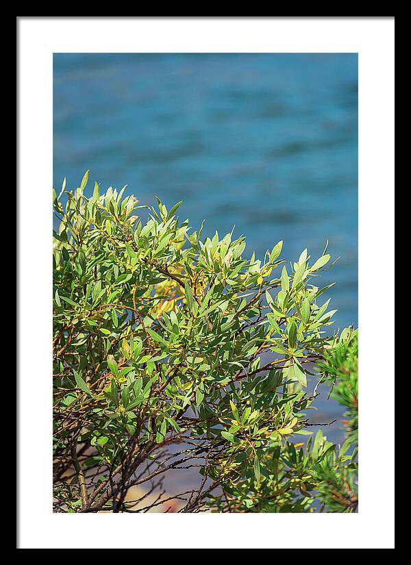 Sunny Bush by the Lake - Framed Print