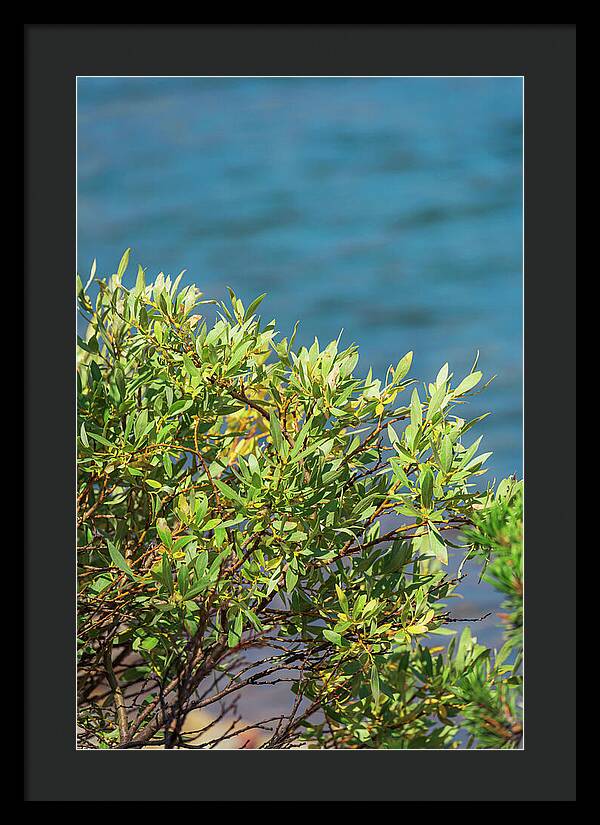 Sunny Bush by the Lake - Framed Print