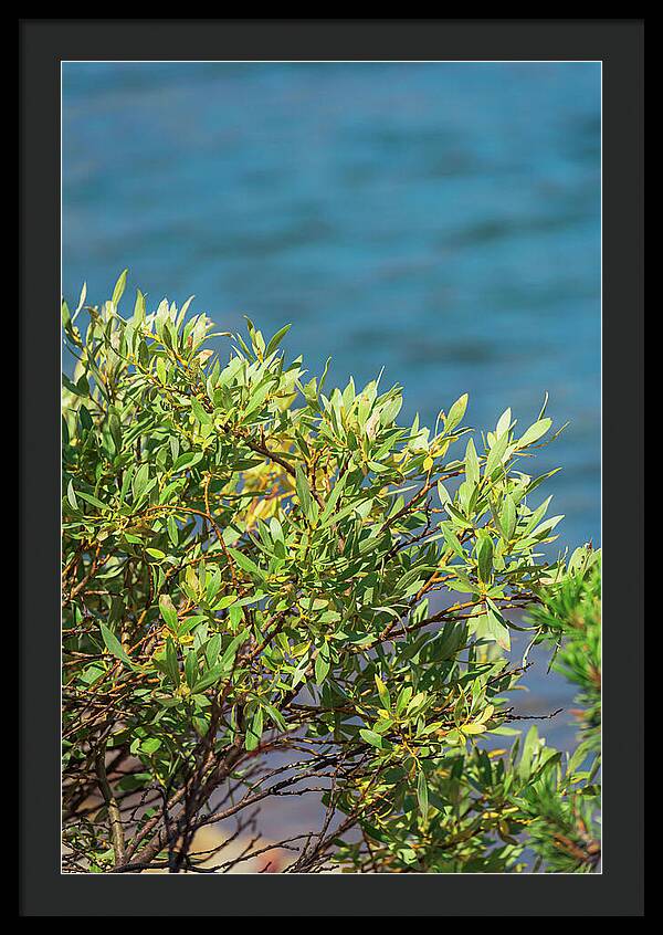 Sunny Bush by the Lake - Framed Print