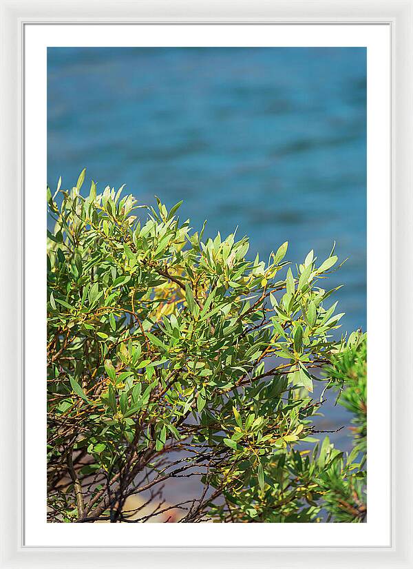 Sunny Bush by the Lake - Framed Print