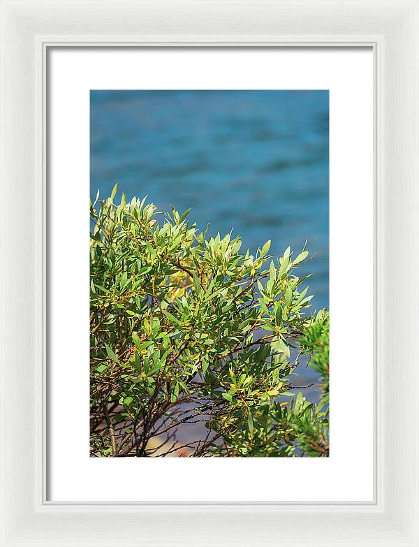 Sunny Bush by the Lake - Framed Print