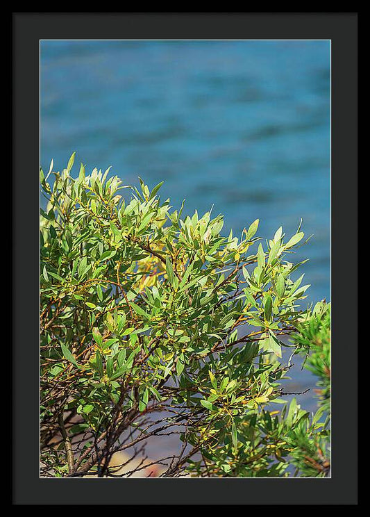 Sunny Bush by the Lake - Framed Print