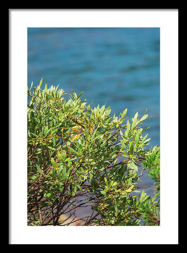Sunny Bush by the Lake - Framed Print