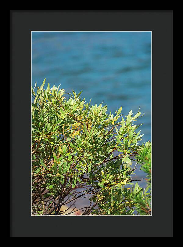 Sunny Bush by the Lake - Framed Print