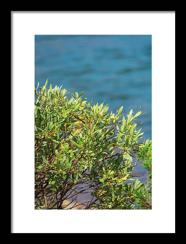 Sunny Bush by the Lake - Framed Print