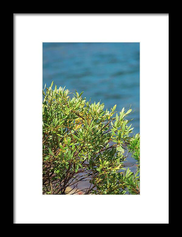Sunny Bush by the Lake - Framed Print