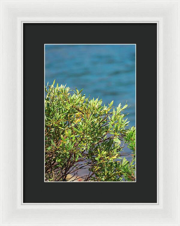 Sunny Bush by the Lake - Framed Print