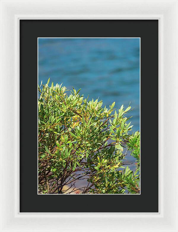 Sunny Bush by the Lake - Framed Print