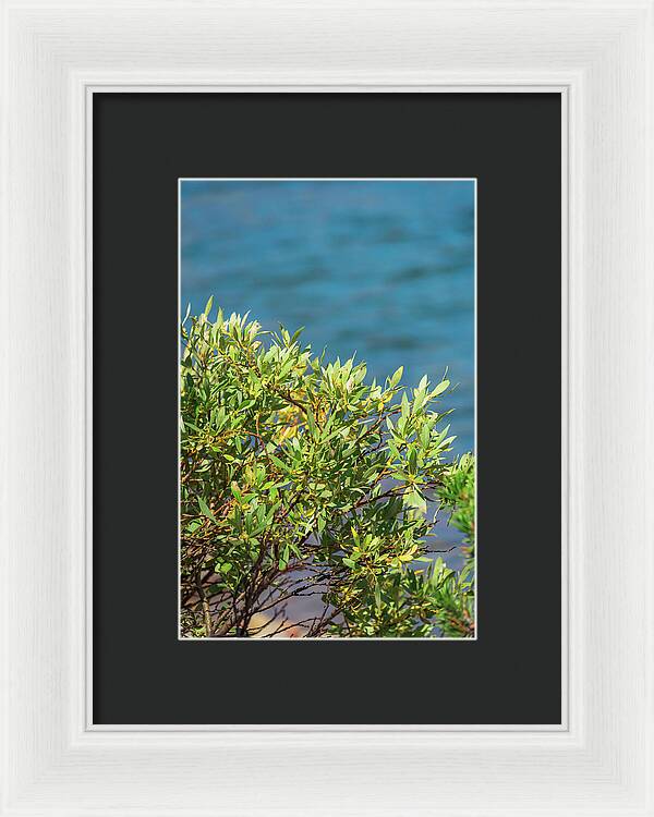 Sunny Bush by the Lake - Framed Print
