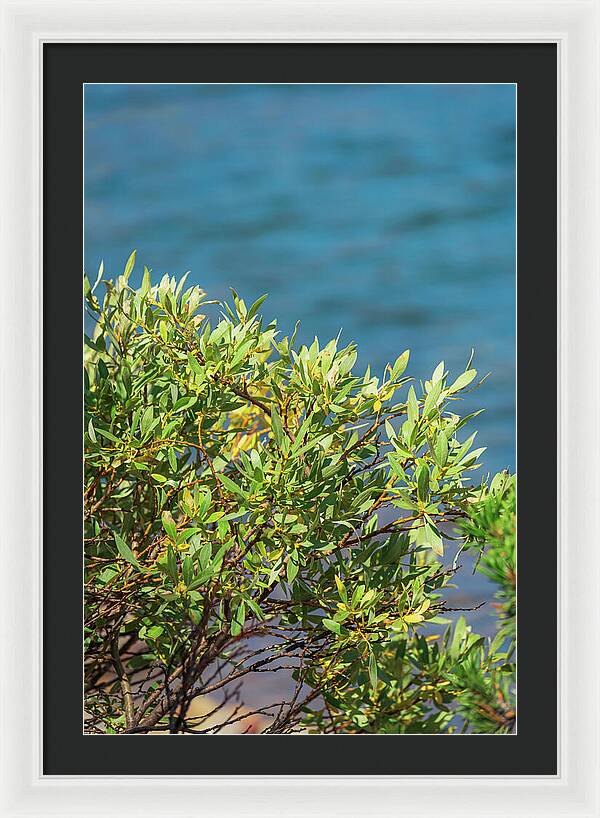 Sunny Bush by the Lake - Framed Print