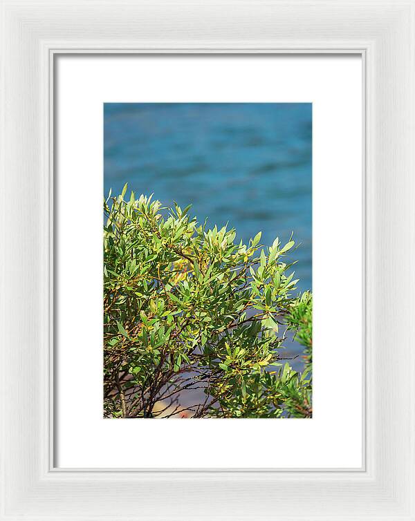 Sunny Bush by the Lake - Framed Print