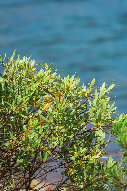 Sunny Bush by the Lake - Art Print