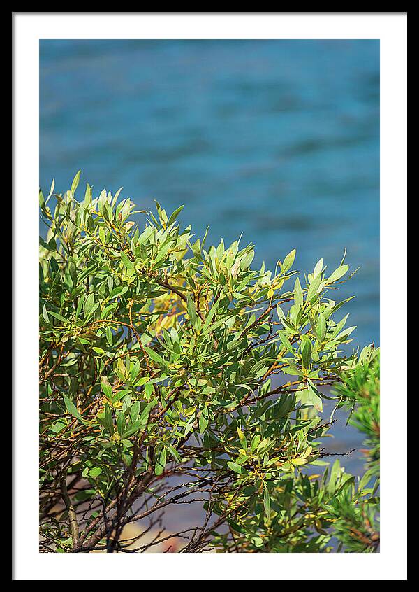 Sunny Bush by the Lake - Framed Print