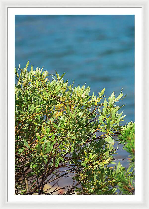 Sunny Bush by the Lake - Framed Print