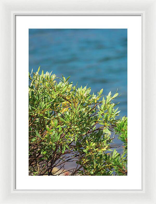 Sunny Bush by the Lake - Framed Print