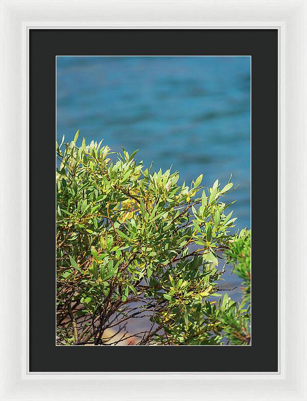 Sunny Bush by the Lake - Framed Print