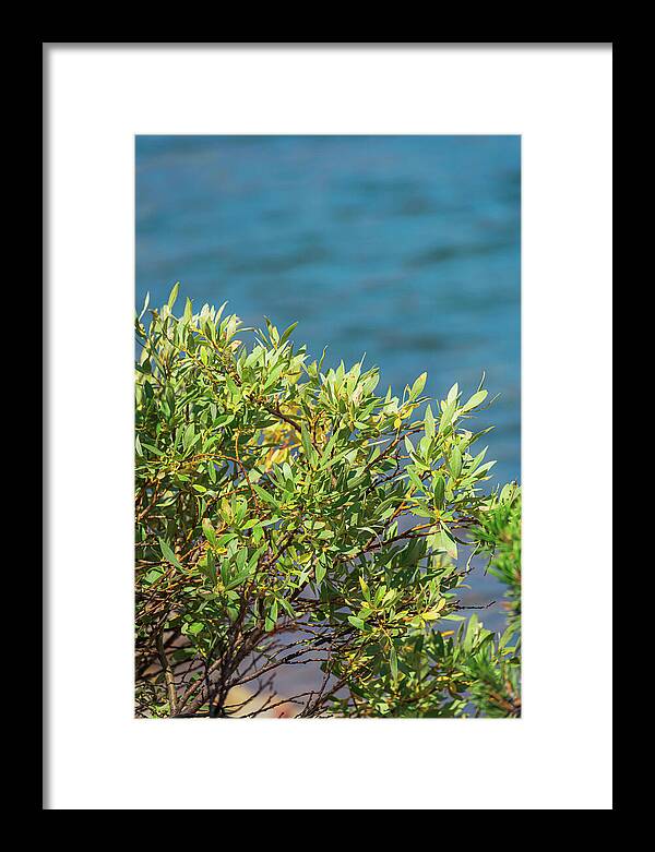 Sunny Bush by the Lake - Framed Print