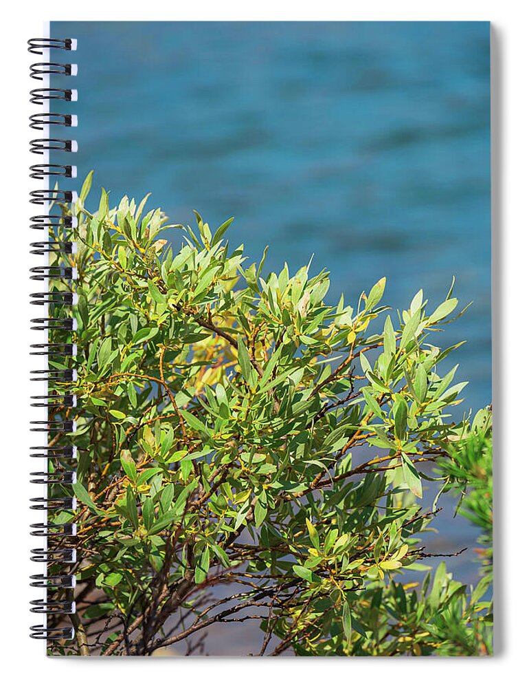 Sunny Bush by the Lake - Spiral Notebook