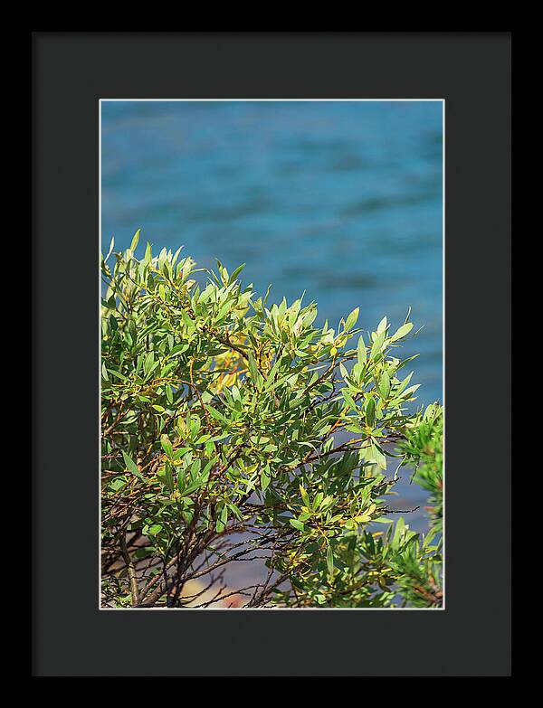 Sunny Bush by the Lake - Framed Print