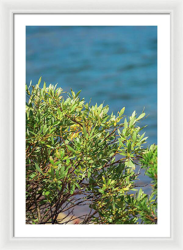 Sunny Bush by the Lake - Framed Print