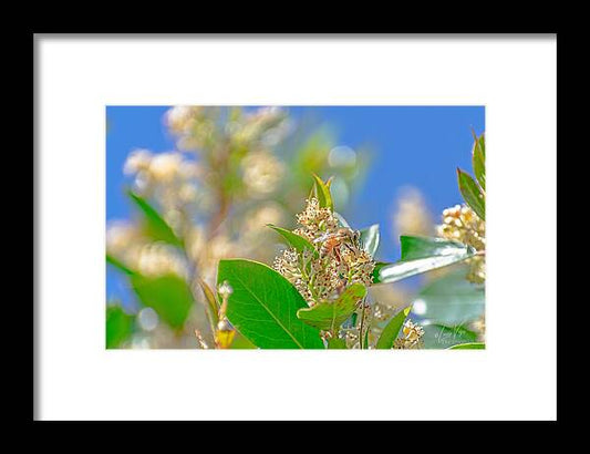 Sunny Morning of a Busy Bee  - Framed Print