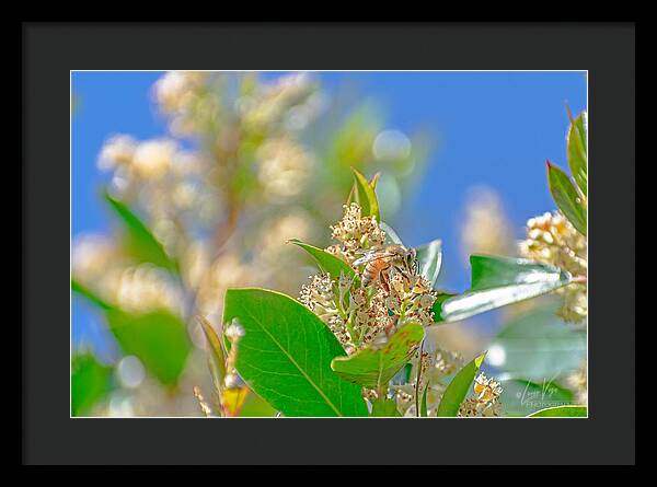 Sunny Morning of a Busy Bee  - Framed Print