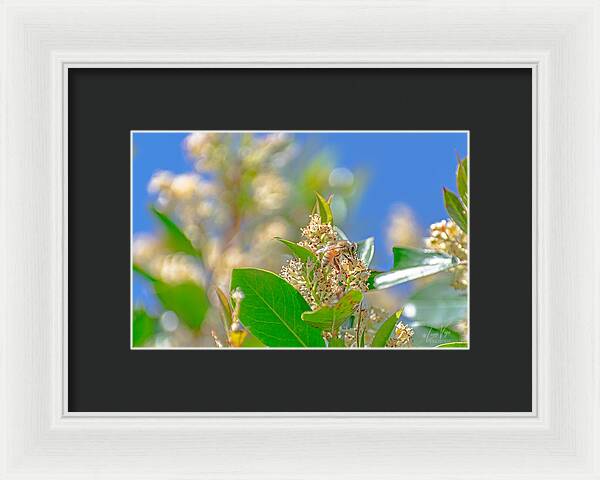 Sunny Morning of a Busy Bee  - Framed Print