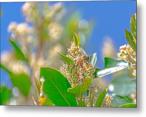 Sunny Morning of a Busy Bee  - Metal Print