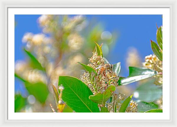 Sunny Morning of a Busy Bee  - Framed Print