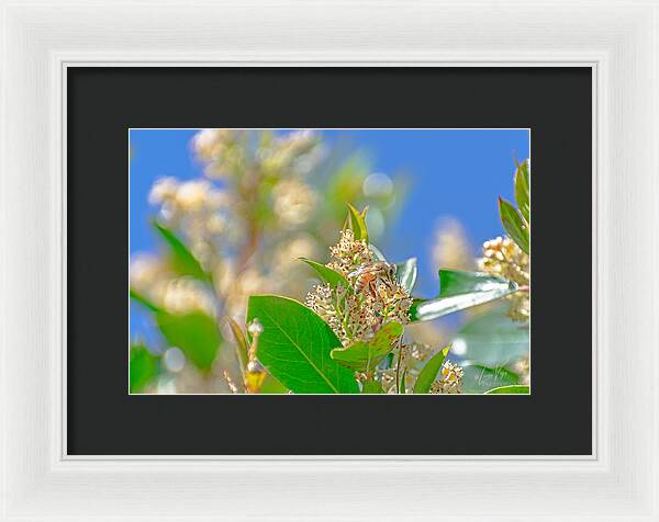 Sunny Morning of a Busy Bee  - Framed Print