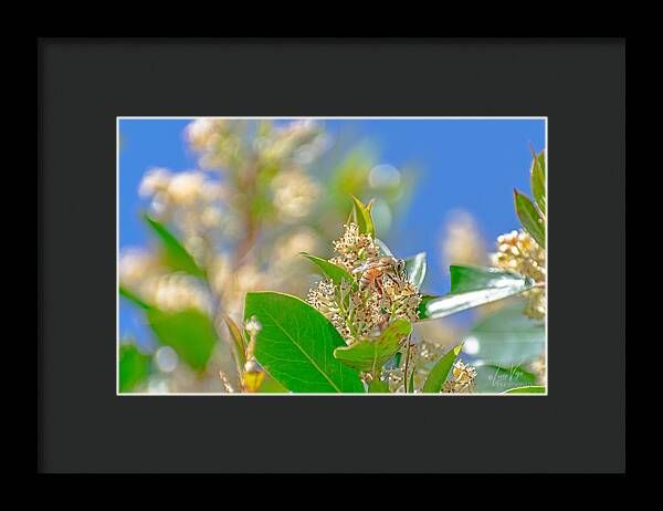 Sunny Morning of a Busy Bee  - Framed Print