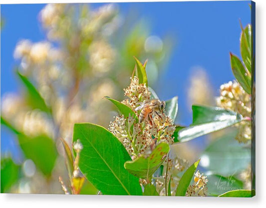 Sunny Morning of a Busy Bee  - Acrylic Print