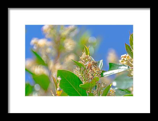 Sunny Morning of a Busy Bee  - Framed Print
