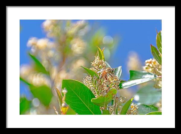 Sunny Morning of a Busy Bee  - Framed Print
