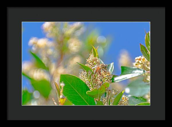 Sunny Morning of a Busy Bee  - Framed Print
