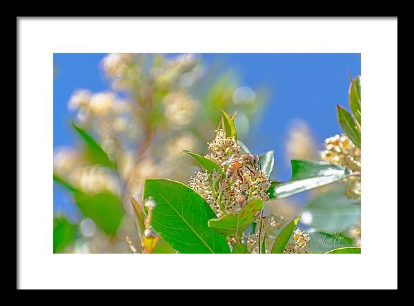 Sunny Morning of a Busy Bee  - Framed Print