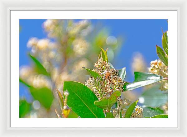 Sunny Morning of a Busy Bee  - Framed Print
