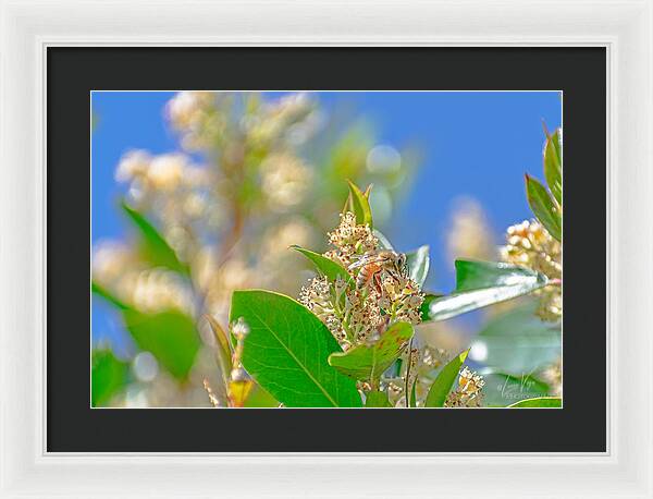 Sunny Morning of a Busy Bee  - Framed Print