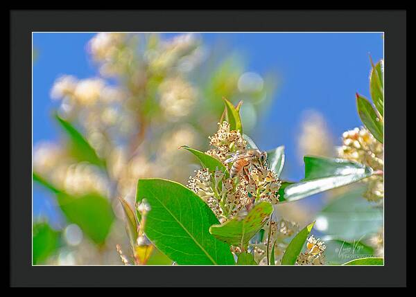 Sunny Morning of a Busy Bee  - Framed Print