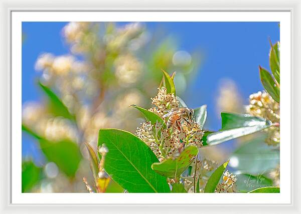 Sunny Morning of a Busy Bee  - Framed Print