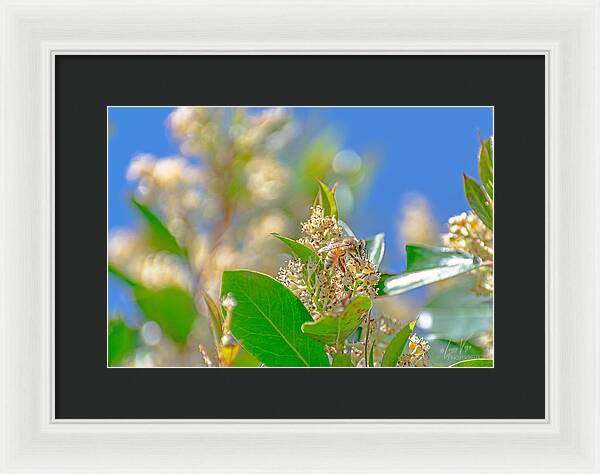 Sunny Morning of a Busy Bee  - Framed Print