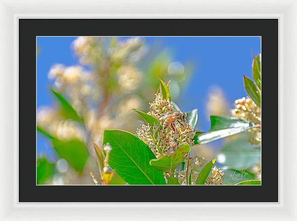 Sunny Morning of a Busy Bee  - Framed Print