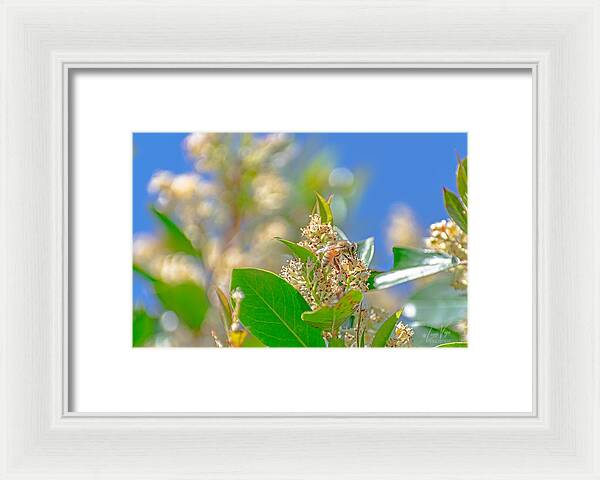 Sunny Morning of a Busy Bee  - Framed Print